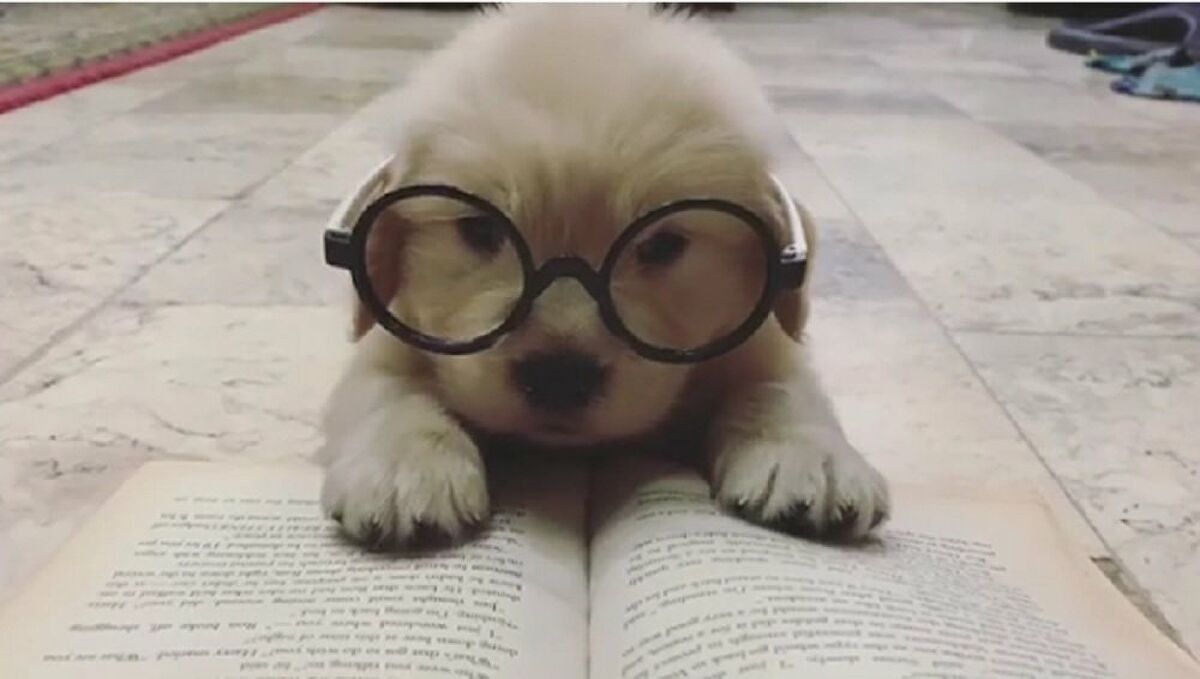 Summer Reading Link